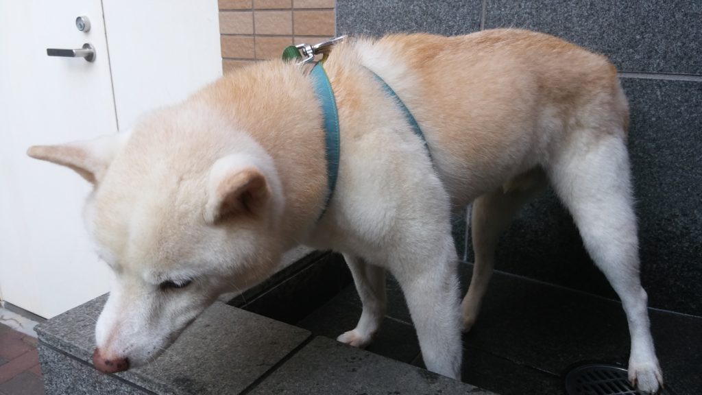 安定の立ち姿 うちの犬 わんこの中の人